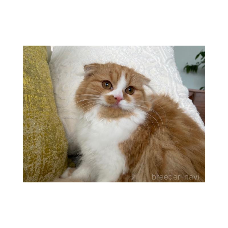 販売中の茨城県のスコティッシュフォールド(折れ耳)-126916の3枚目