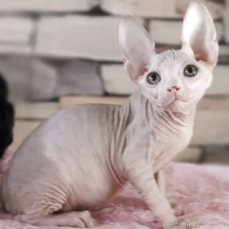 販売中の兵庫県のバンビーノ-131089