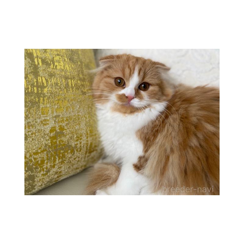 販売中の茨城県のスコティッシュフォールド(折れ耳)-126916の2枚目