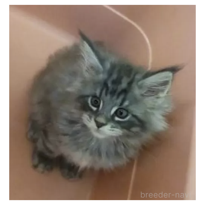 販売中の千葉県のメインクーン-131091の2枚目