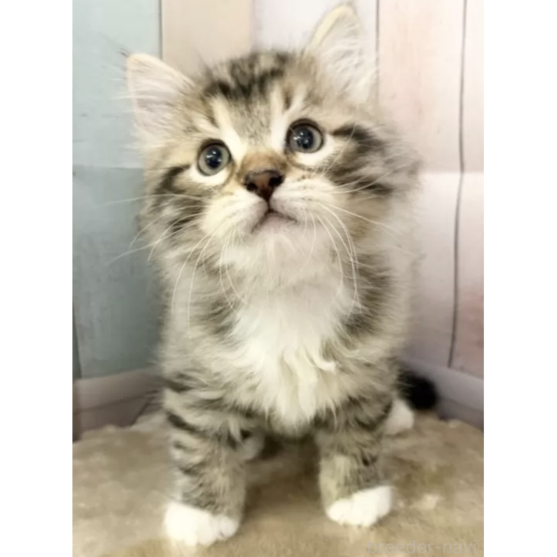 販売中の大阪府のサイベリアン-131092の2枚目