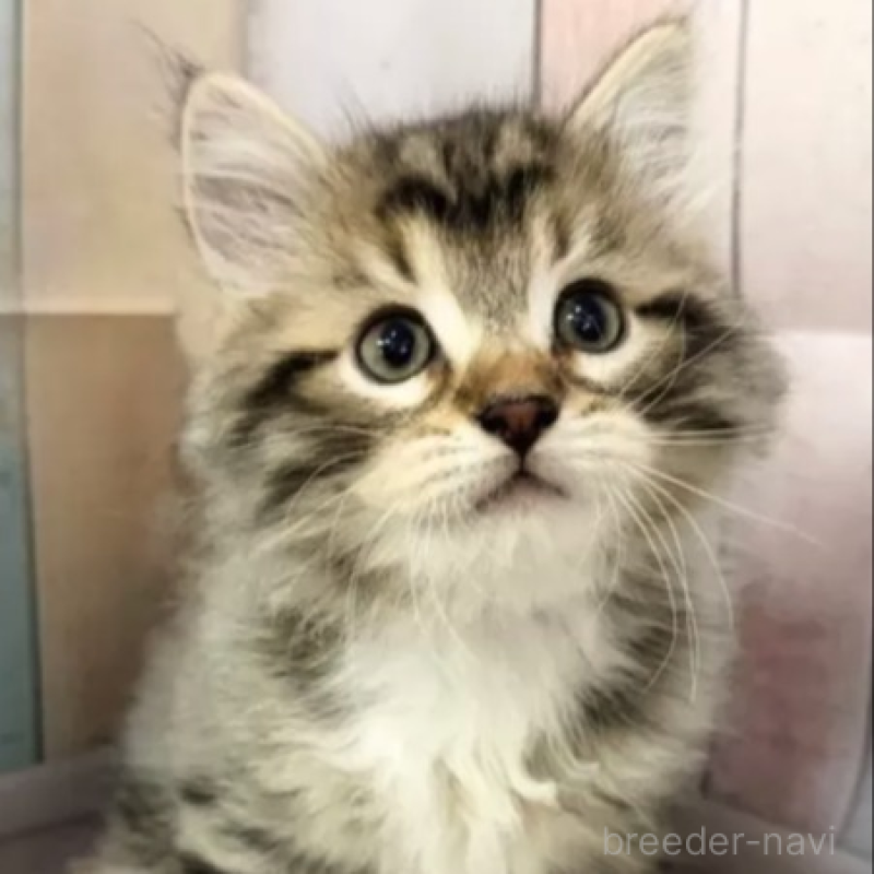 販売中の大阪府のサイベリアン-131092