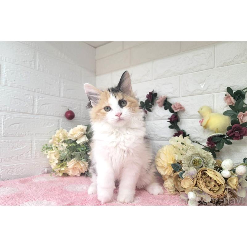 販売中の埼玉県のサイベリアン-126841