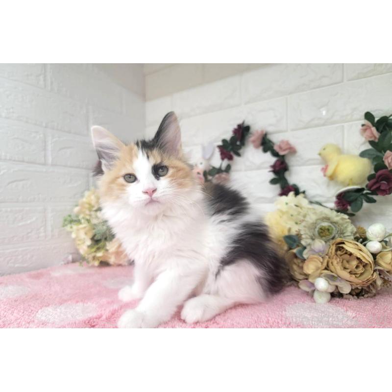 成約済の埼玉県のサイベリアン-126841の6枚目