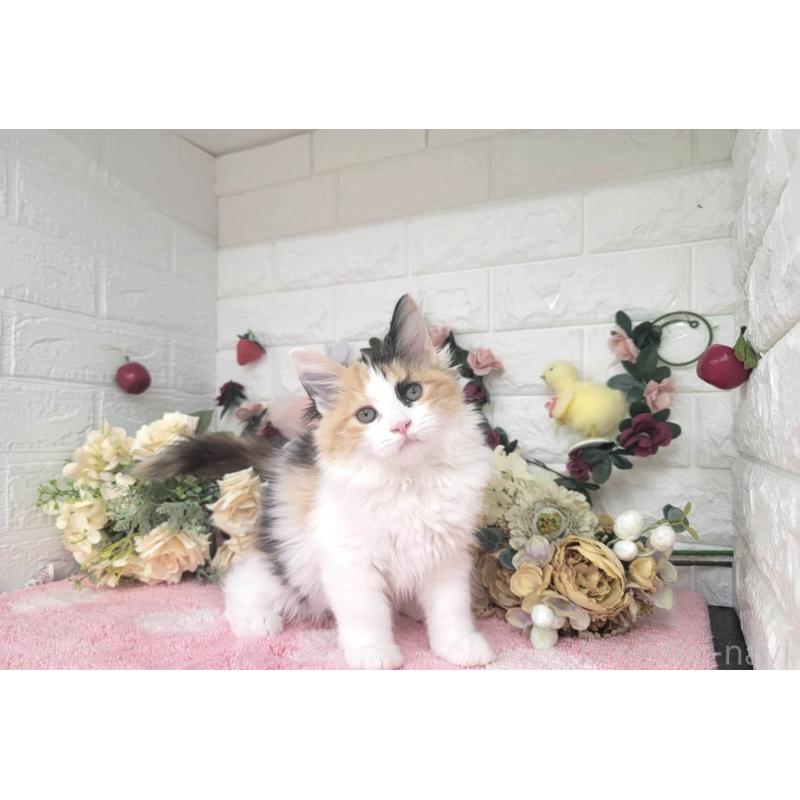 成約済の埼玉県のサイベリアン-126841の5枚目