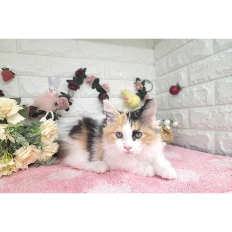 成約済の埼玉県のサイベリアン-126841の4枚目