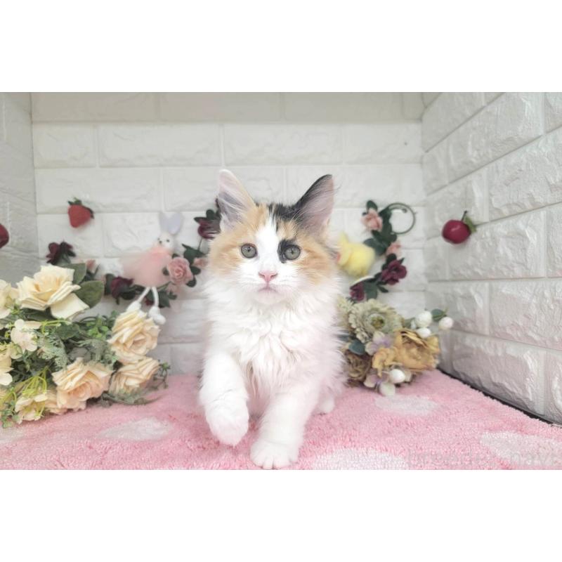 成約済の埼玉県のサイベリアン-126841の3枚目