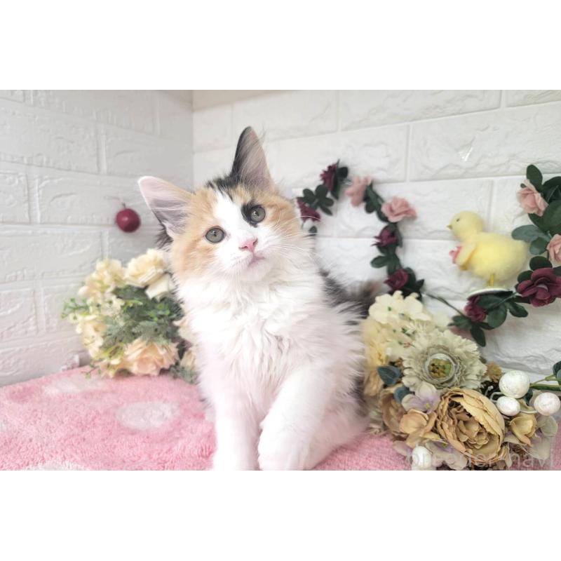 成約済の埼玉県のサイベリアン-126841の2枚目