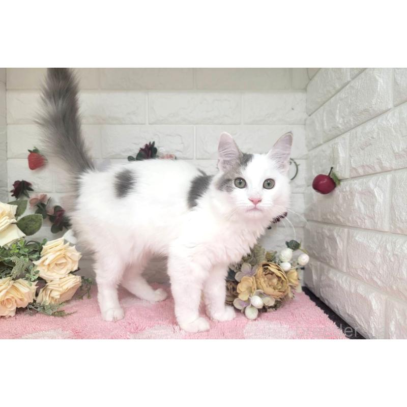 販売中の埼玉県のサイベリアン-125158の1枚目