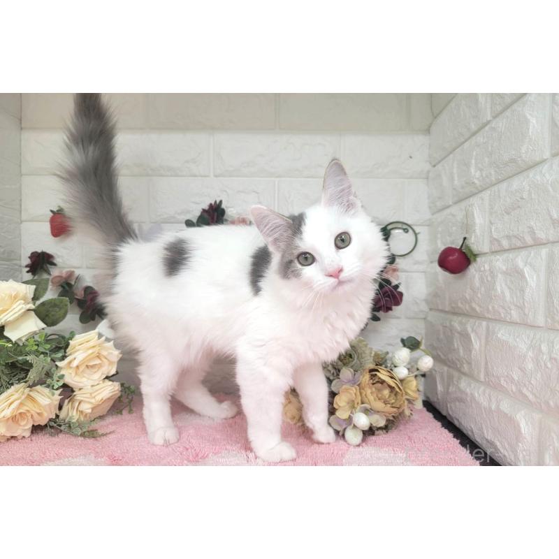 販売中の埼玉県のサイベリアン-125158の6枚目