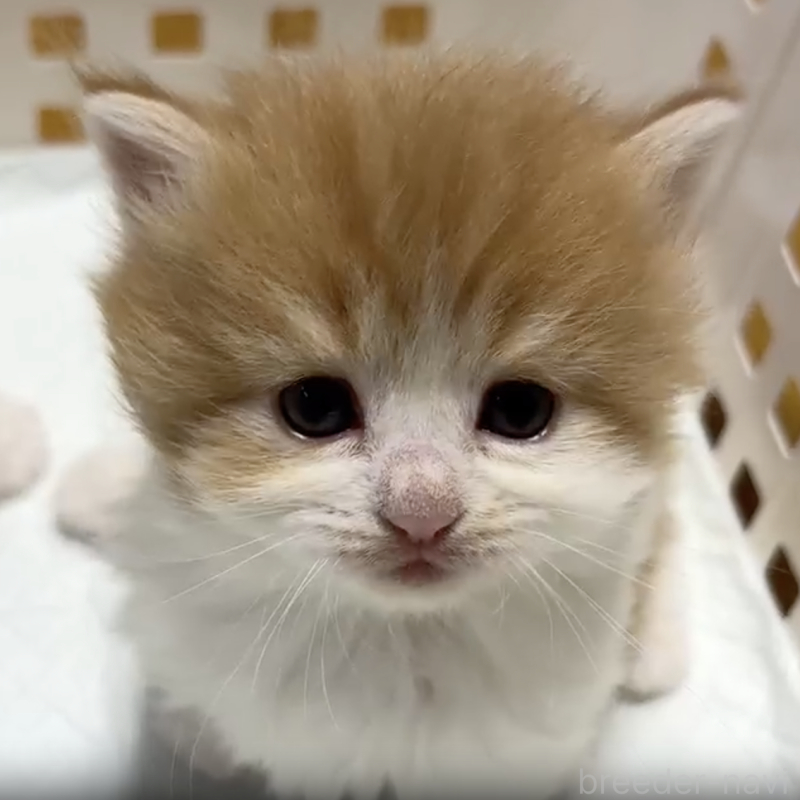 販売中の北海道のサイベリアン-131093の1枚目