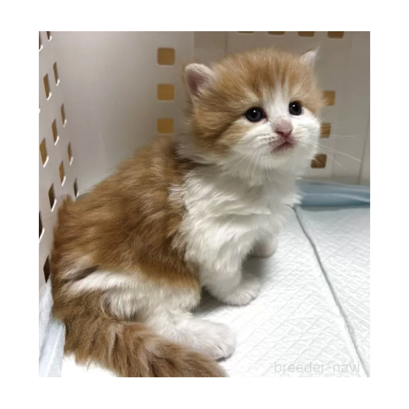 販売中の北海道のサイベリアン-131093の2枚目