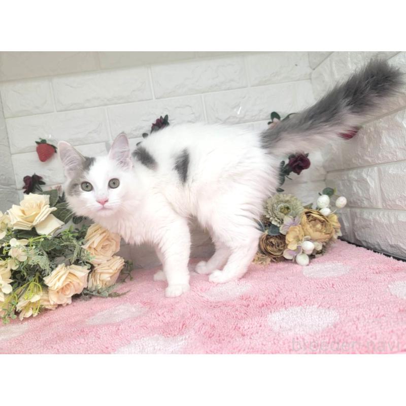 販売中の埼玉県のサイベリアン-125158の5枚目