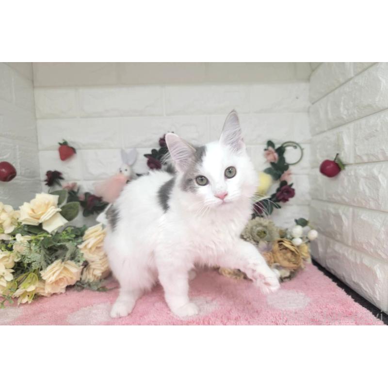 販売中の埼玉県のサイベリアン-125158の4枚目