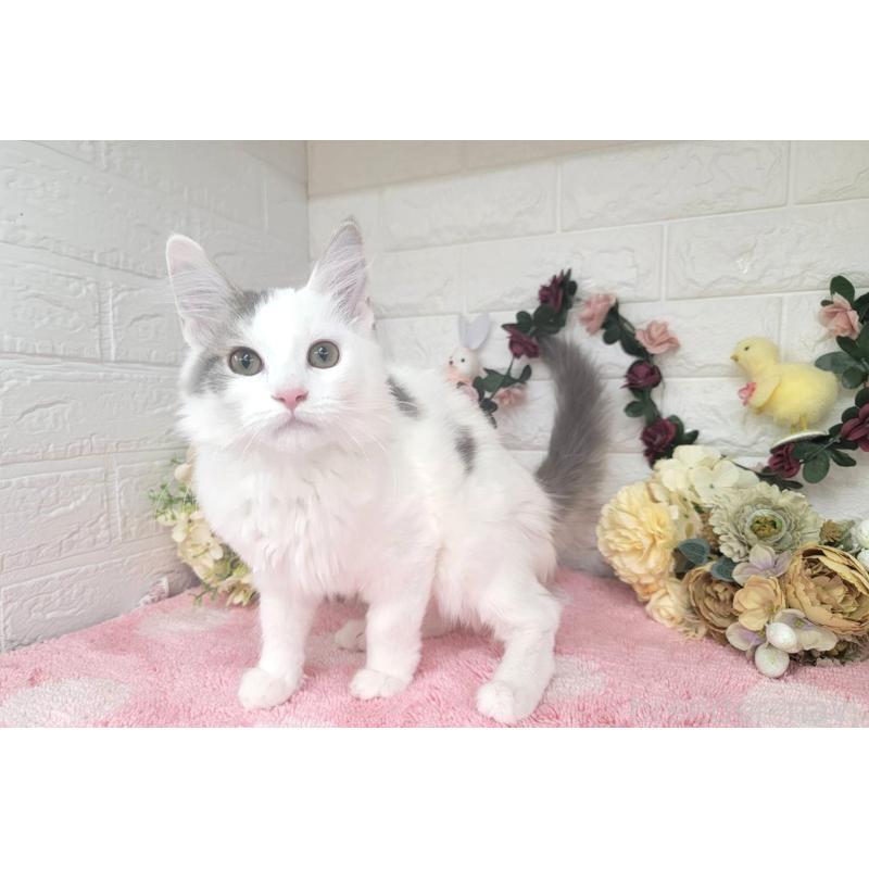 販売中の埼玉県のサイベリアン-125158の3枚目