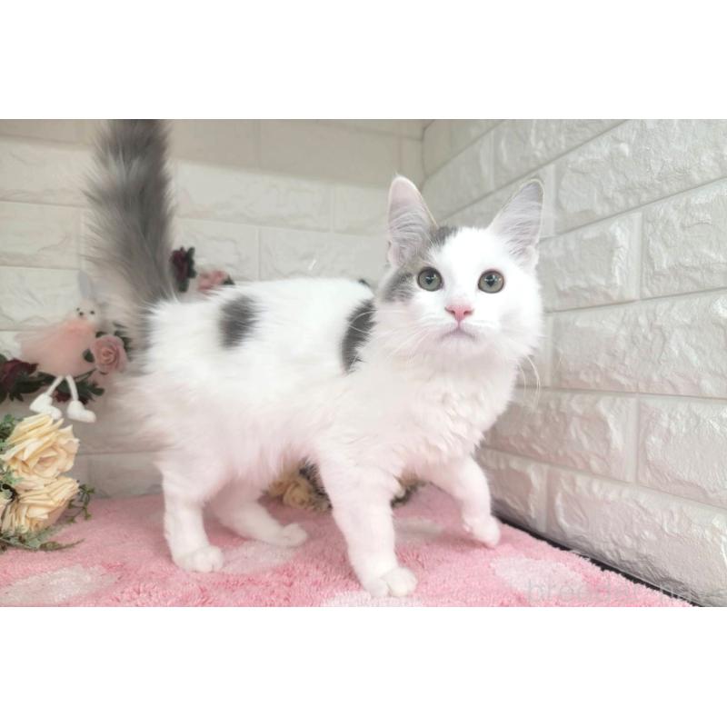 販売中の埼玉県のサイベリアン-125158の2枚目