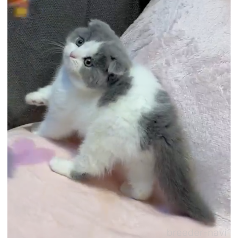 販売中の東京都のスコティッシュフォールド(折れ耳)-131094の2枚目