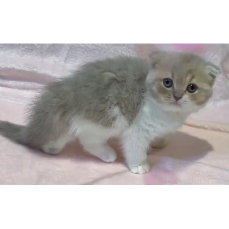 販売中の東京都のスコティッシュフォールド(折れ耳)-131095の3枚目