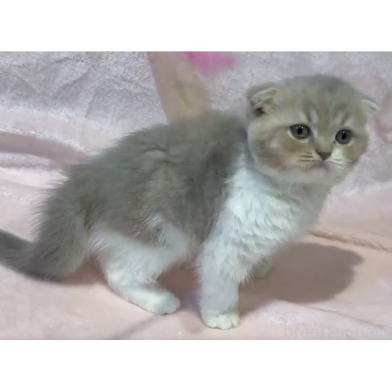 販売中の東京都のスコティッシュフォールド(折れ耳)-131095の2枚目