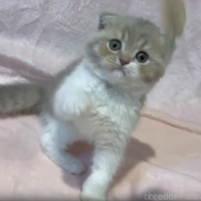 販売中の東京都のスコティッシュフォールド(折れ耳)-131095の1枚目