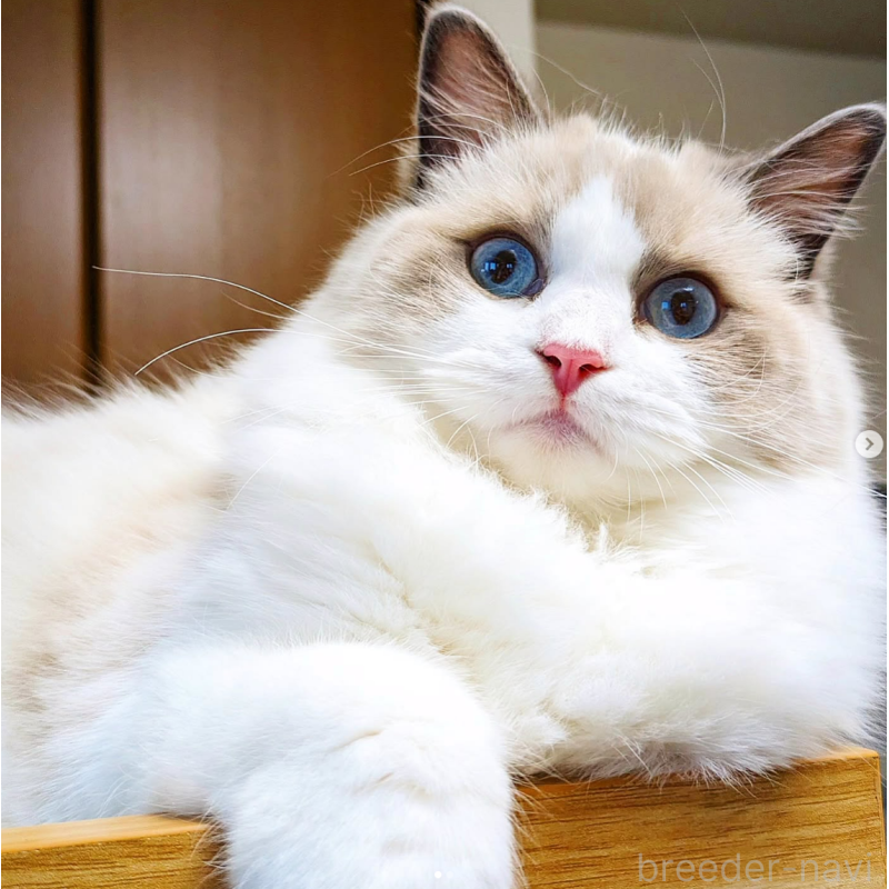 ミルクちゃん1枚目