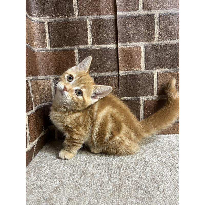 販売中の東京都のマンチカン(短足)-131096の11枚目