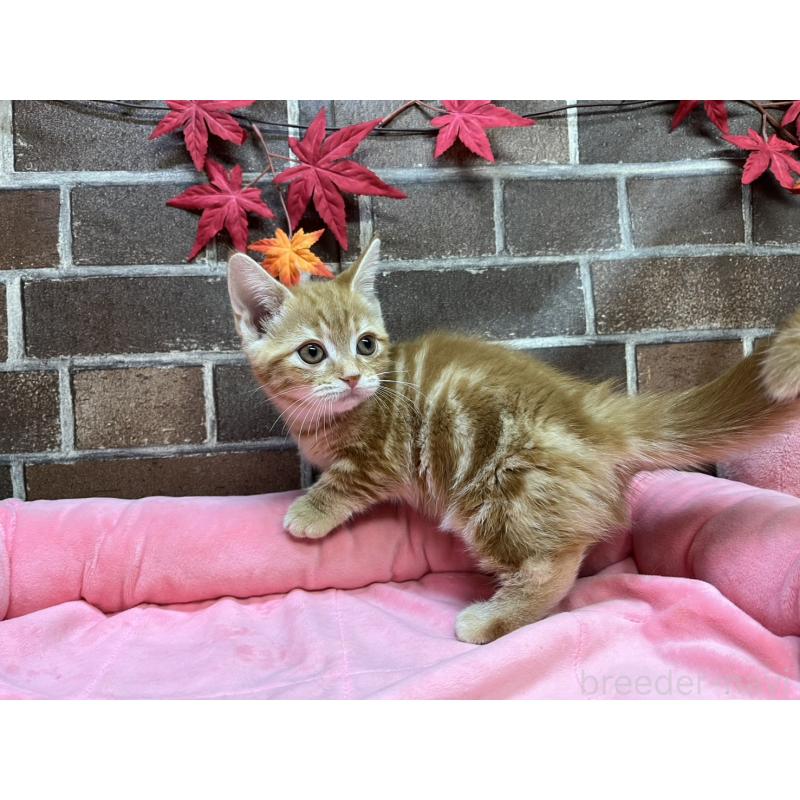 販売中の東京都のマンチカン(短足)-131096の10枚目