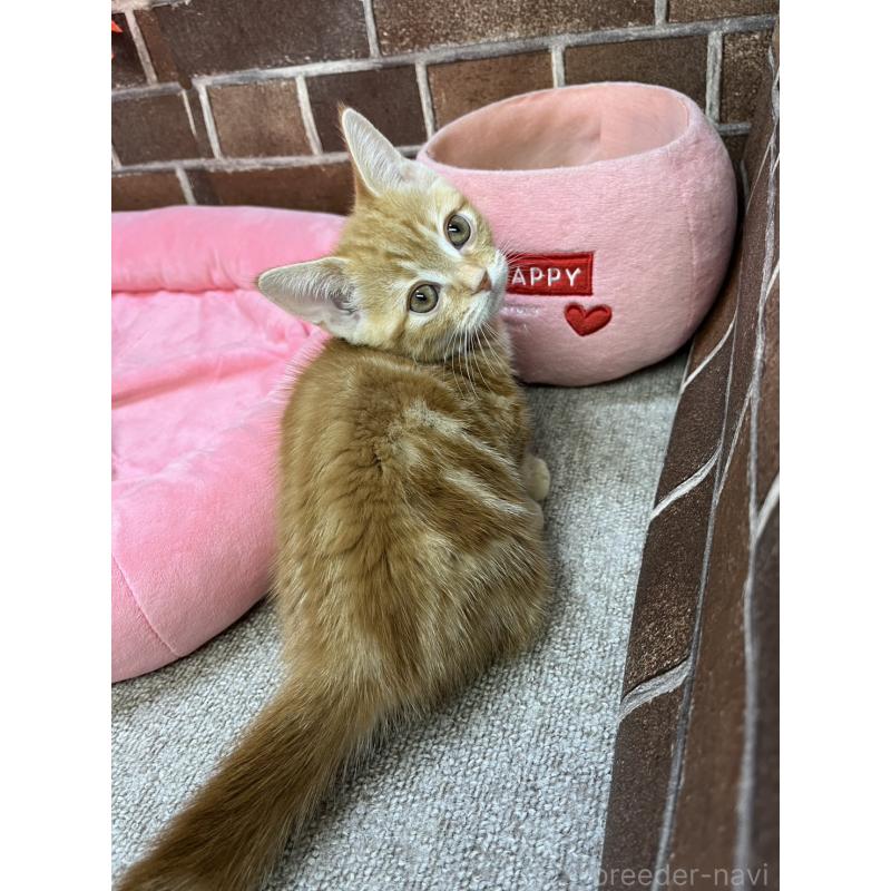 販売中の東京都のマンチカン(短足)-131096の9枚目