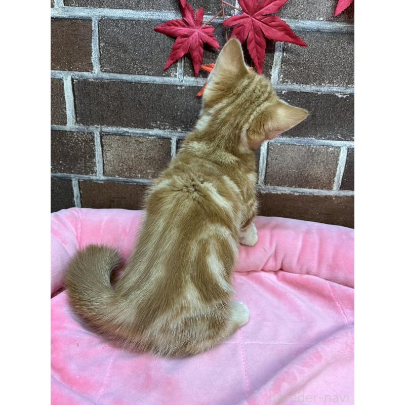 販売中の東京都のマンチカン(短足)-131096の8枚目