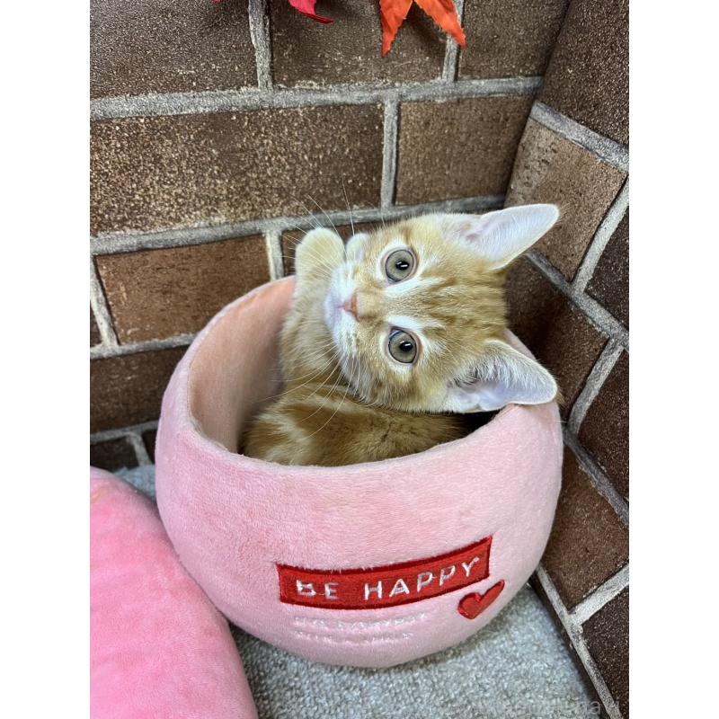 販売中の東京都のマンチカン(短足)-131096の6枚目