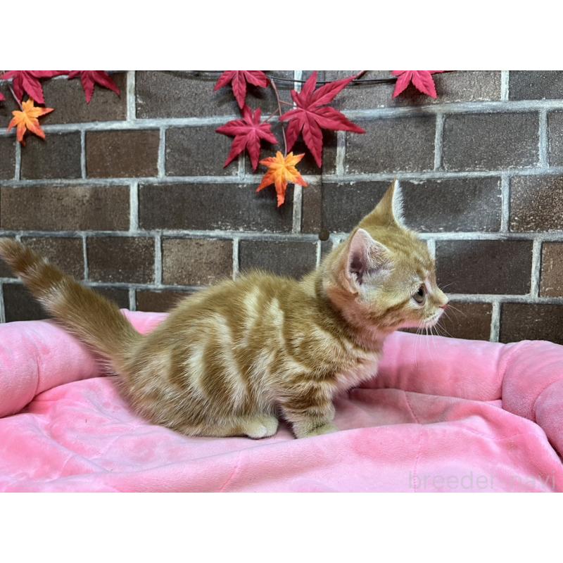 販売中の東京都のマンチカン(短足)-131096の5枚目