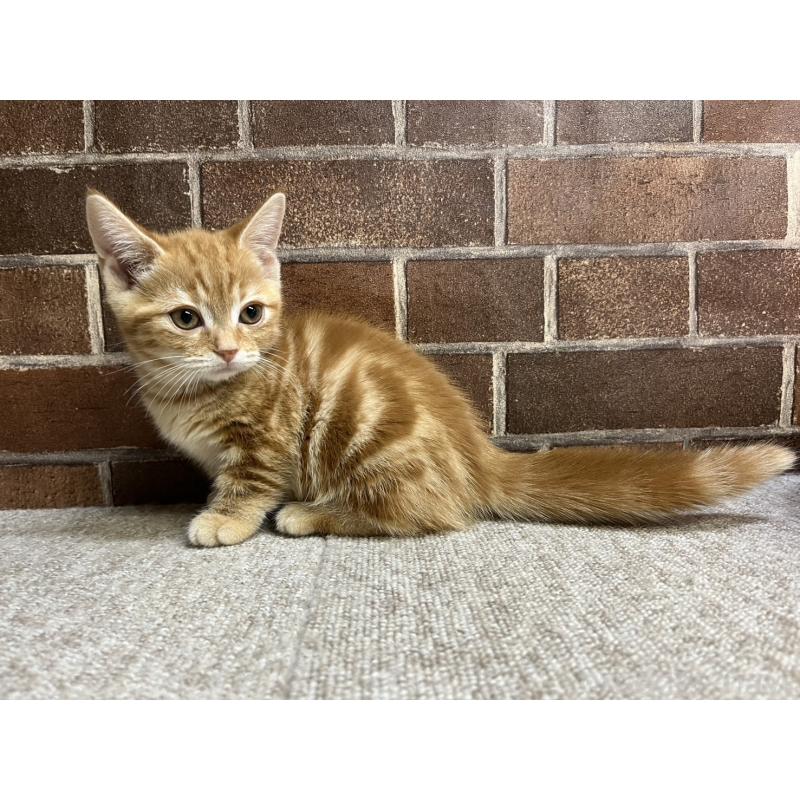 販売中の東京都のマンチカン(短足)-131096の4枚目