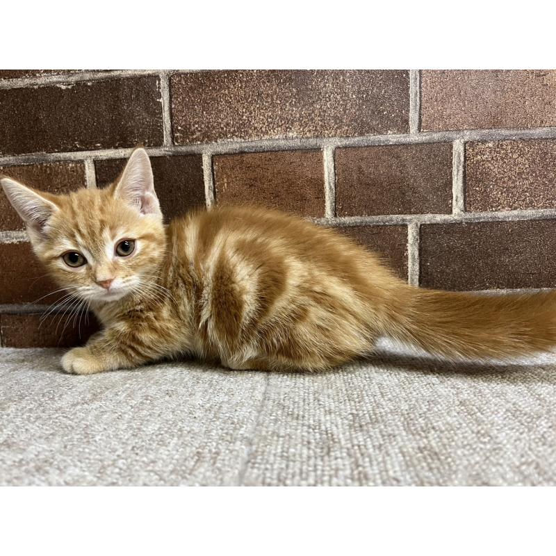 販売中の東京都のマンチカン(短足)-131096の3枚目