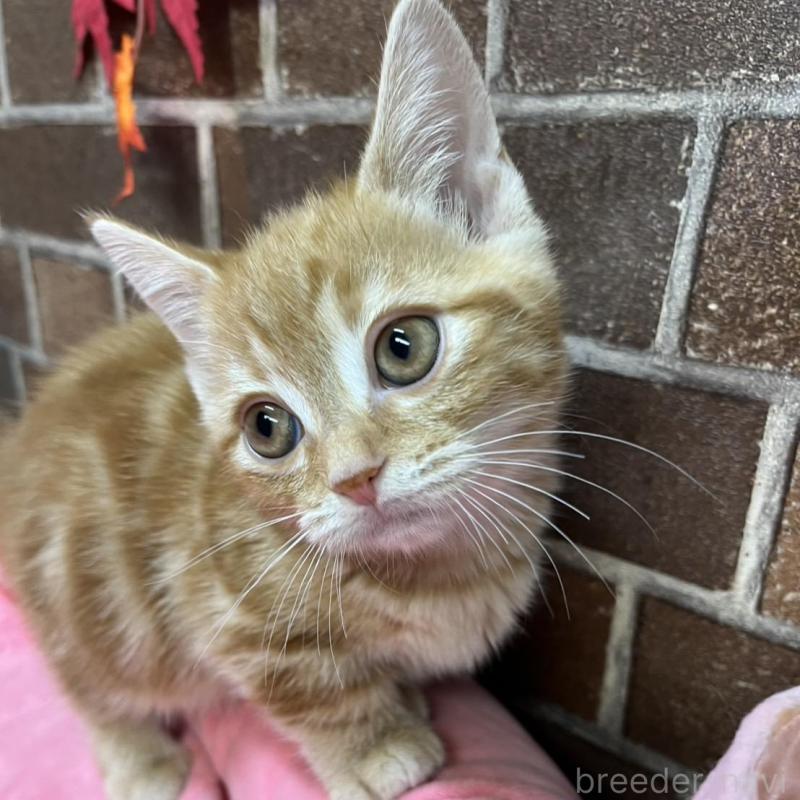 販売中の東京都のマンチカン(短足)-131096の1枚目