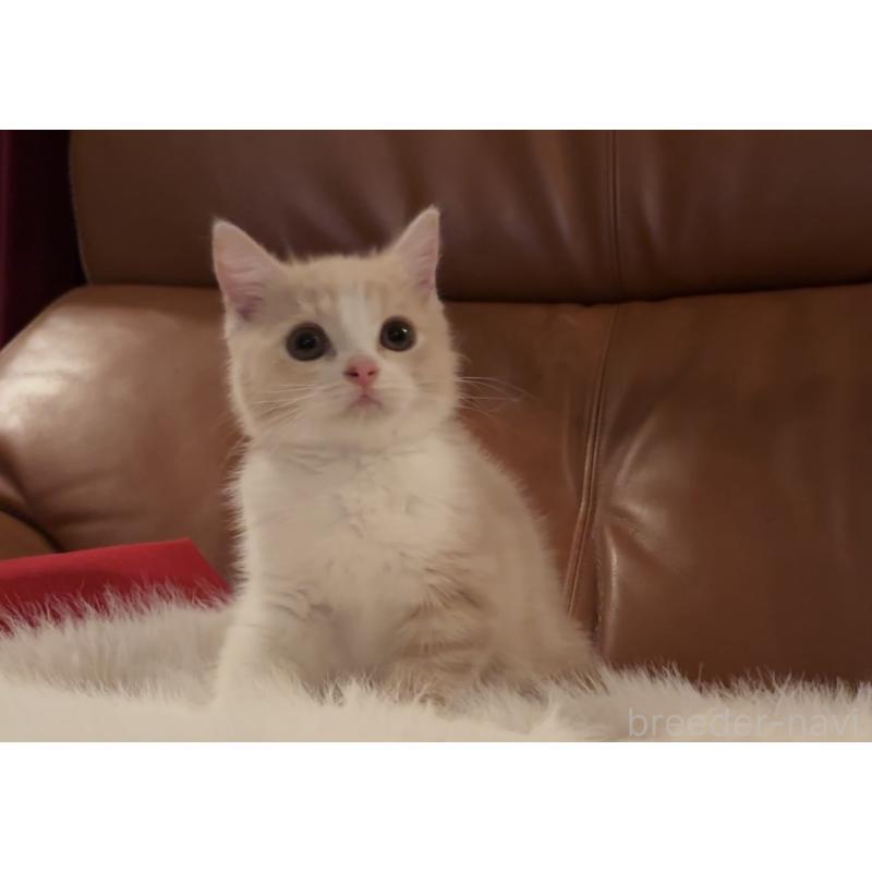 成約済の埼玉県のスコティッシュフォールド-129015の4枚目