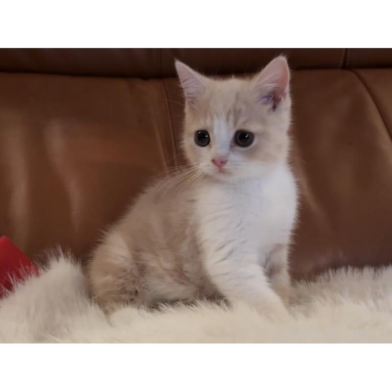 成約済の埼玉県のスコティッシュフォールド-129015の2枚目