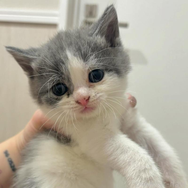 販売中の福岡県のスコティッシュフォールド-131097の1枚目