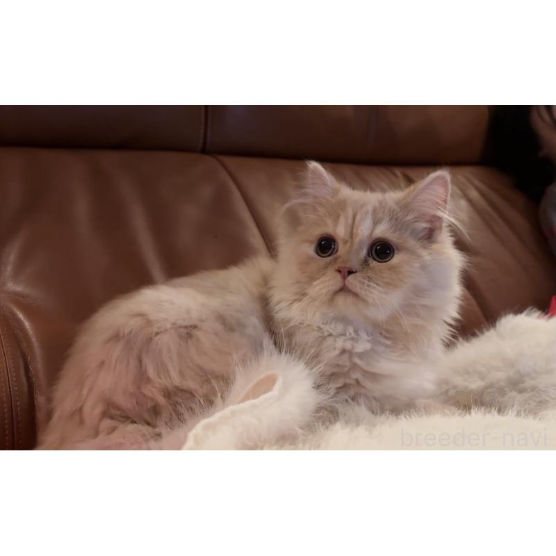 販売中の埼玉県のスコティッシュフォールド-131099の3枚目