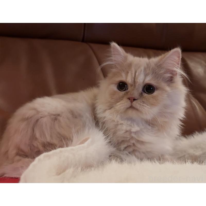 販売中の埼玉県のスコティッシュフォールド-131099の2枚目