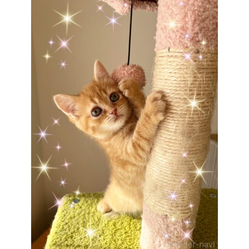 販売中の北海道のスコティッシュフォールド-131102の3枚目