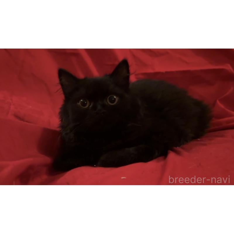 販売中の埼玉県のスコティッシュフォールド-131103の2枚目