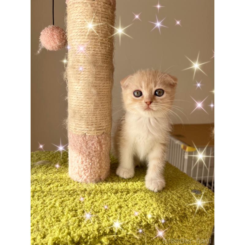 販売中の北海道のスコティッシュフォールド(折れ耳)-131104の3枚目