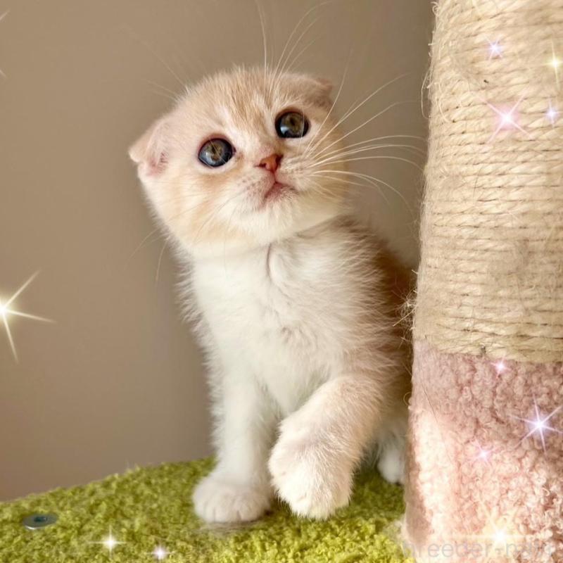 販売中の北海道のスコティッシュフォールド(折れ耳)-131104