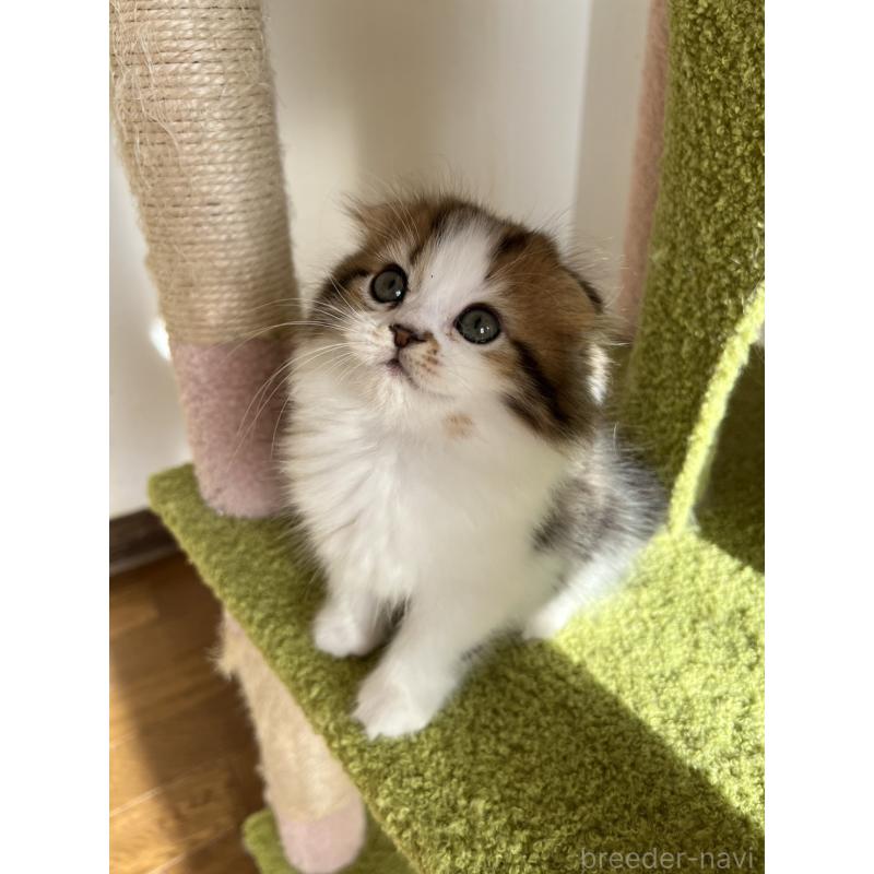 販売中の北海道のスコティッシュフォールド(折れ耳)-131105の5枚目