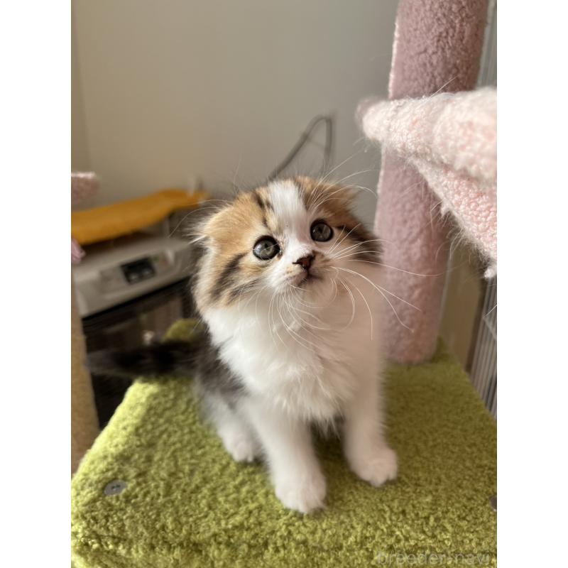販売中の北海道のスコティッシュフォールド(折れ耳)-131105の4枚目