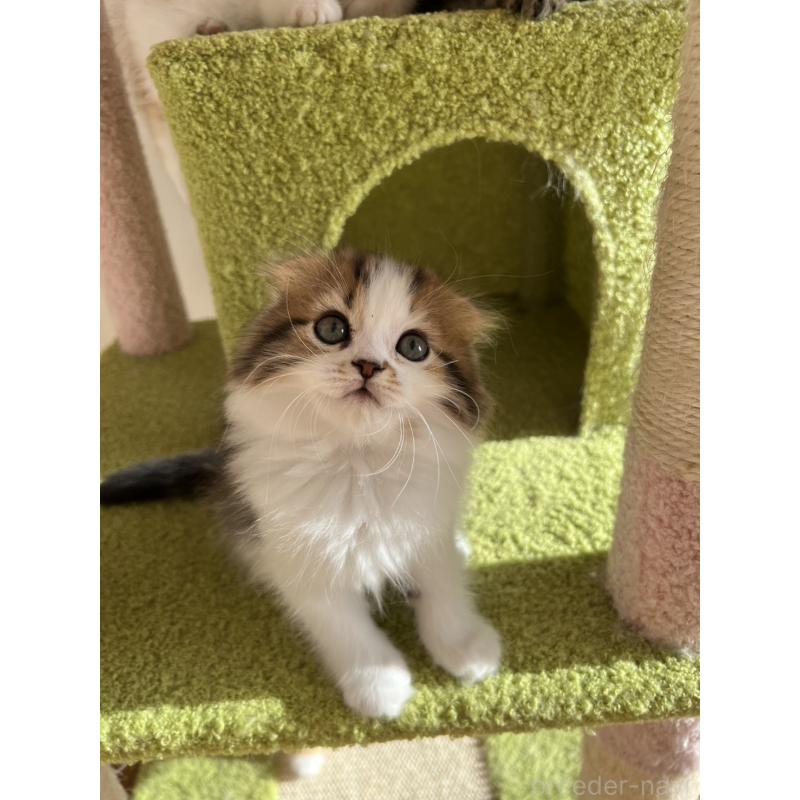 販売中の北海道のスコティッシュフォールド(折れ耳)-131105の3枚目