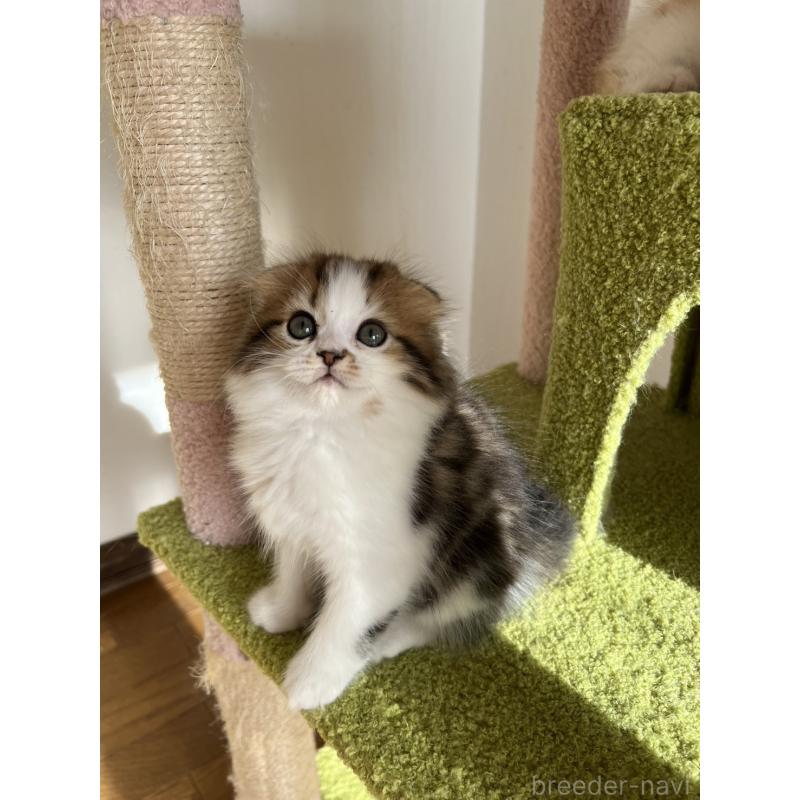 販売中の北海道のスコティッシュフォールド(折れ耳)-131105の2枚目