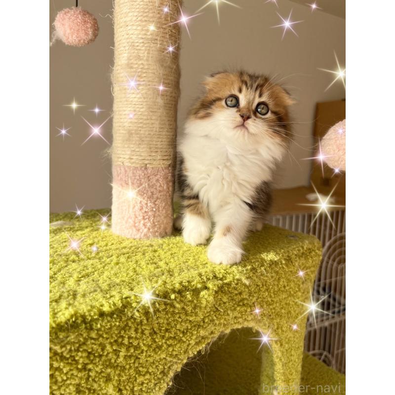 販売中の北海道のスコティッシュフォールド(折れ耳)-131106の2枚目