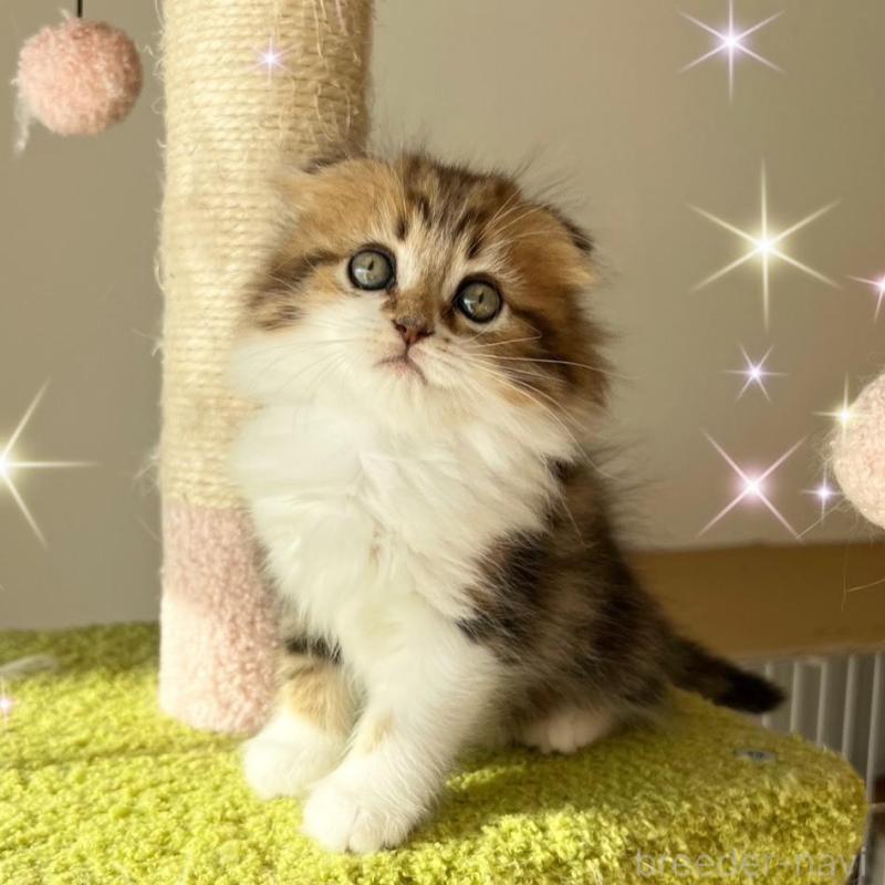 販売中の北海道のスコティッシュフォールド(折れ耳)-131106