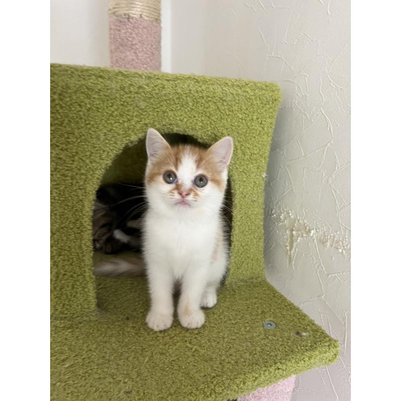 販売中の北海道のスコティッシュフォールド-131107の3枚目